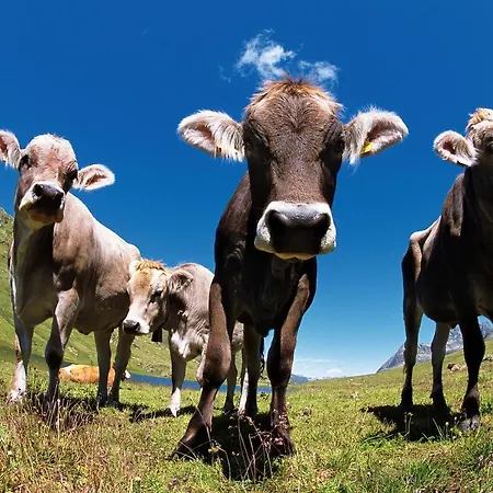 Appartement Kuenk Schruns