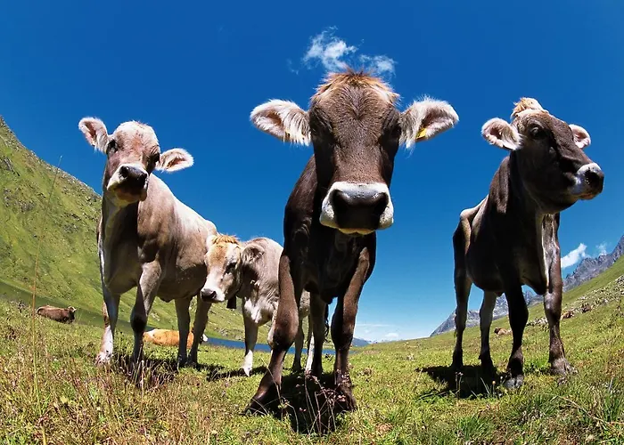 Apartment Kuenk Schruns